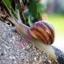 snail (Oops! image not found)